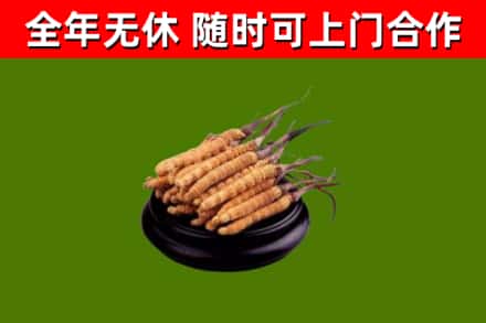 吉州烟酒回收冬虫夏草.jpg
