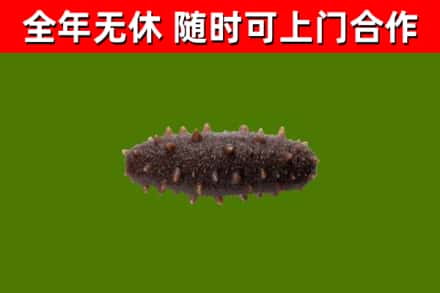 吉州烟酒回收干海参.jpg